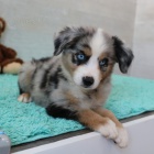 Prod�m o�kovan� a od�erven� �t��ata australsk�ho ov��ka