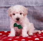 Prod�m �t��ata bichonpoo.