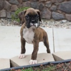 Prod�m o�kovan� �t��ata n�meck�ho boxera