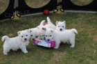 Prod�m �t��ata West Highland White Terriers