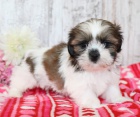 Prod�m o�kovan� �t��ata SHIH TZU