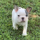 Prod�m �t��ata anglick�ho buldo�ka