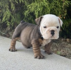 Prod�m �t��ata anglick�ho buldo�ka