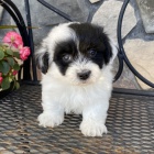 �t��ata havanese na prodej.