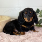 Prod�m zdrav� �t��ata DLOUHOSRUH�CH jezev��k�