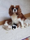 Kaval�r king charles spaniel