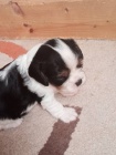 Kaval�r king charles spaniel