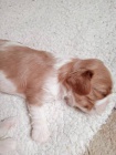 Kaval�r king charles spaniel