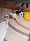 Kaval�r king charles spaniel