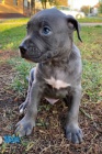Pitbull Blueline Lilac �t��ata