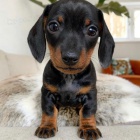 Prod�m zakrsl� miniaturn� zdrav�, od�erven� a o�kovan� �t��ata Jezev��k�