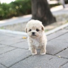 Prod�m zdrav�, od�erven� a o�kovan� �t��ata PUDL� MINI TOY