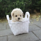 Prod�m zdrav�, od�erven� a o�kovan� �t��ata PUDL� MINI TOY