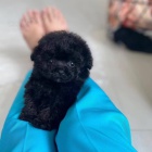 Prod�m �t��ata MINI TOY �ern� PUDL