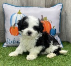 Prod�m roztomil� mini o�kovan� a zdrav� �t��ata Havanese.