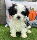 Prod�m roztomil� mini o�kovan� a zdrav� �t��ata Havanese.