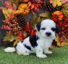 Prod�m mini toy �t��ata havanese.