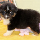 Prod�m �t��ata australsk�ho ov��ka