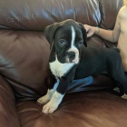 N�dhern� �t���tka Boxera.