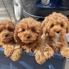 Prozrad� �t��ata pudl�.