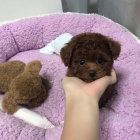 Prod�m HN�D� o�kovan� a od�erven� �t��ata mini pudla.