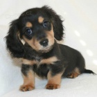 Prod�m zdrav� �t��ata jezev��k�