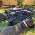 Prozrad� �t��ata staford��rsk�ho bulteri�ra.