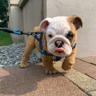 Prozrad� �t��ata anglick�ho buldoka.