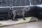 Prozrad� �t��ata Cane Corso.