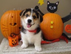 Prozrad� �t��ata Pembroke Welsh Corgi.