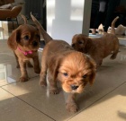 Prozrad� �t��ata kaval�ra kr�le Charlese.