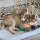 Prozrad� �t��ata sibi�sk�ho husky.