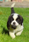 Svatobernardsk� pes - Bernard�n s PP