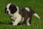 Svatobernardsk� pes - Bernard�n s PP