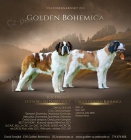 Svatobernardsk� pes - Bernard�n s PP