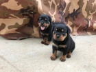 Kr�sn� �t���tka rottweiler� k adopci.