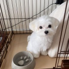 Kr�sn� malt�zsk� �t���tka k adopci.