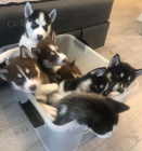 Hrav� �t��ata sibi�sk�ho huskyho k adopci.