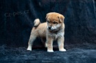 �istokrevn� �t���tka Shiba inu k adopci.