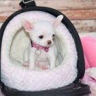 Rozko�n� �t���tka �ivavy k adopci.