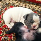 Francouzsk� buldo�ek