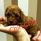 �erven� pudl �t��ata