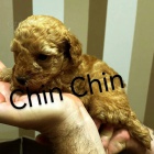 �erven� pudl �t��ata