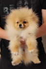 Pomeranian KR�SN� �t���tka