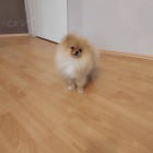Pomeranian KR�SN� �t���tka