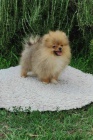 Pomeranian KR�SN� �t���tka