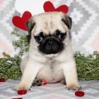 �t��ata mops� k adopci.