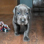 Prod�m zdrav�.o�kovan� a od�erven� �t��ata n�meck� dogy.