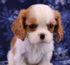 Prod�m �t��ata kaval�r King Charles �pan�l