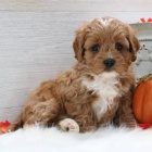 Cavapoo �t��ata k adopci